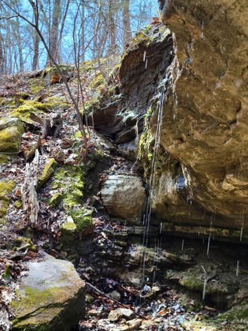 25598 C-228, Norwood, MO 65717