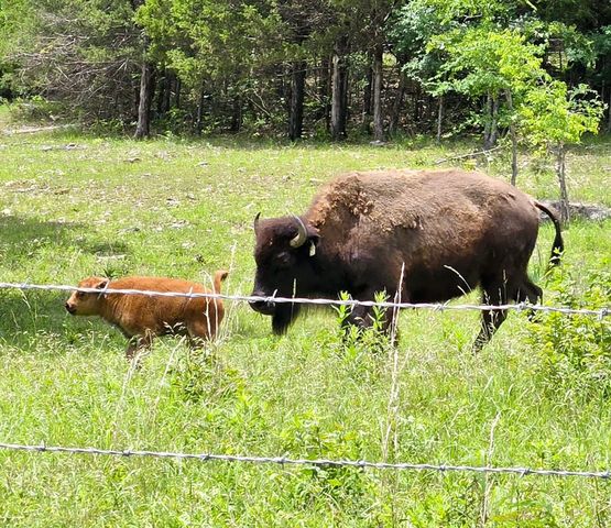 25598 C-228, Norwood, MO 65717