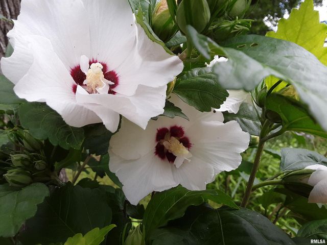 7216 VALLEY Drive, Bettendorf, IA 52722