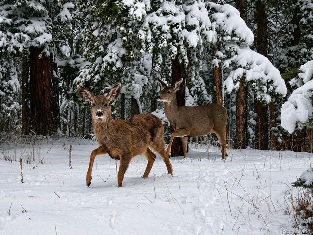 11957 Elk Trail Rd, Conifer, CO 80433