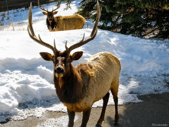 11957 Elk Trail Rd, Conifer, CO 80433
