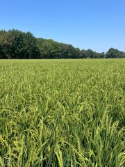 801 CR 324, Jonesboro, AR 72401