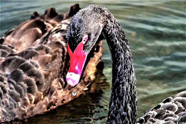 145 Hartland Dr Apt 4E, Myrtle Beach, SC 29572