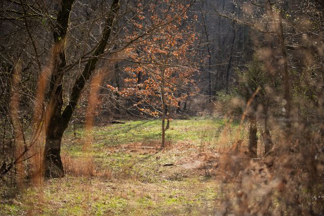 680 Morrell Road, Pulaski, TN 38478