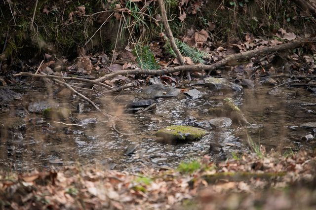 680 Morrell Road, Pulaski, TN 38478