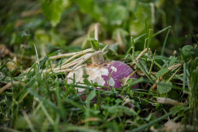 680 Morrell Road, Pulaski, TN 38478