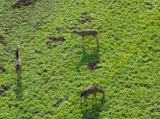 680 Morrell Road, Pulaski, TN 38478