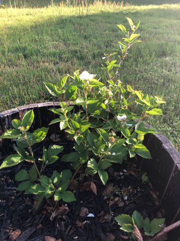 149 Woodland Drive, Martinez, GA 30907