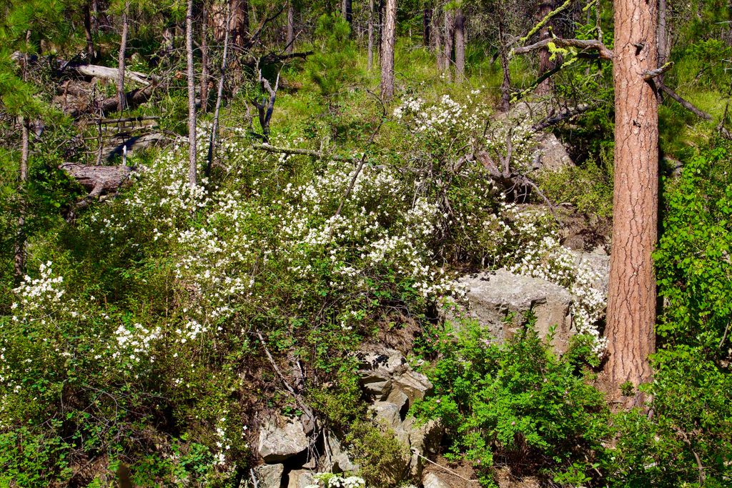 0 Box Canyon LN, Cascade, MT 59421 photo 12