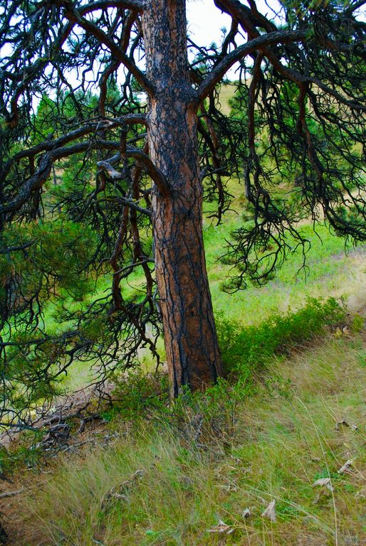 0 Box Canyon LN, Cascade, MT 59421 photo 5