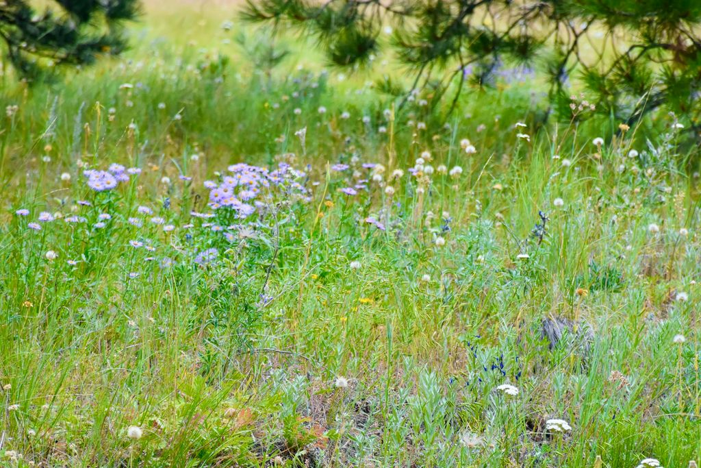 0 Box Canyon LN, Cascade, MT 59421 photo 8