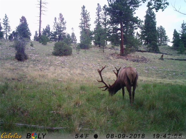 1007 Hereford Dr, Hartsel, CO 80449