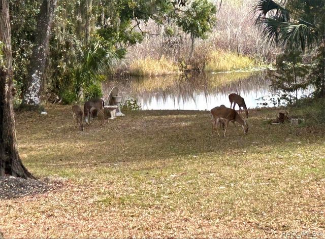 4185 S spaniel Trail, Inverness, FL 34450