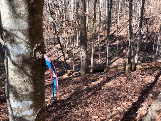 18 Lily Lane, Ellijay, GA 30540