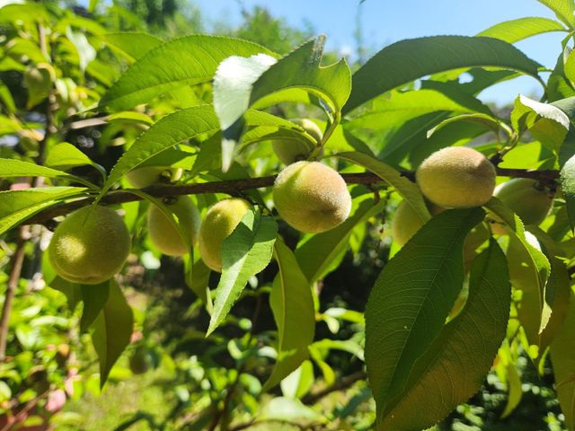 63 Evergreen Lane, Hopkinton, NH 03229