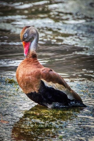 615 MIDWAY DRIVE B, Ocala, FL 34472