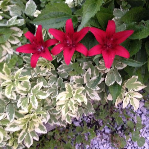 7334 Bealane Road, Clay Twp, MI 48001