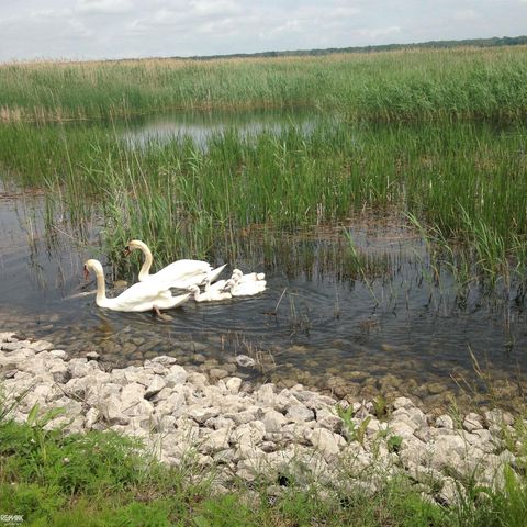 7334 Bealane Road, Clay Twp, MI 48001