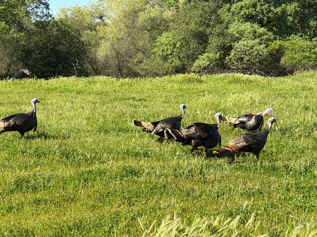 117 Wild Oat Ct, Roseville, CA 95747