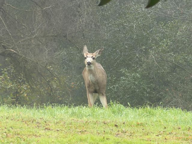 117 Wild Oat Ct, Roseville, CA 95747