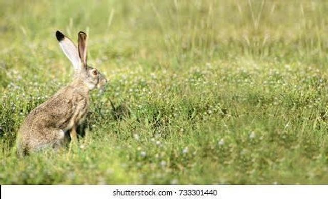 117 Wild Oat Ct, Roseville, CA 95747