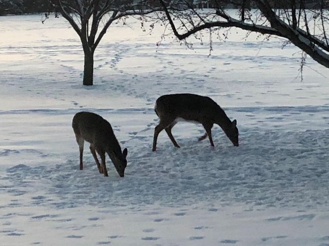 2429 Viola Heights Drive NE, Rochester, MN 55906