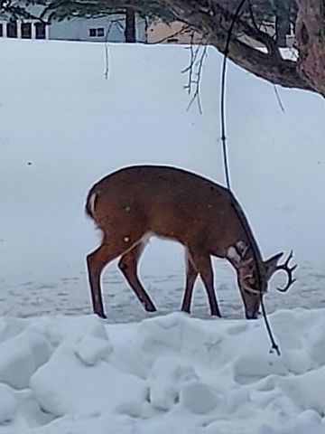 2429 Viola Heights Drive NE, Rochester, MN 55906