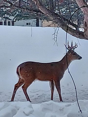 2429 Viola Heights Drive NE, Rochester, MN 55906