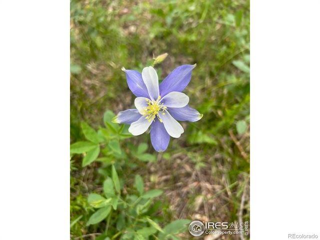 62 Spokane Court, Red Feather Lakes, CO 80545