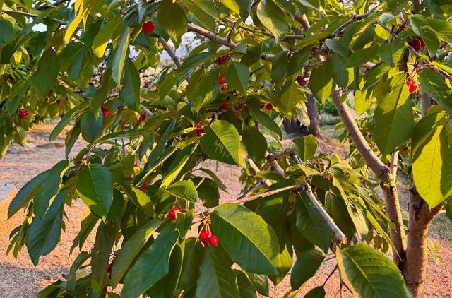 10285 Ponderosa Way, Pine Grove, CA 95665