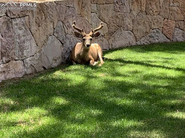 4745 Cheyenne Drive, Larkspur, CO 80118