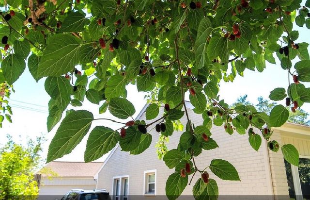 11423 Wickersham Lane, Houston, TX 77077