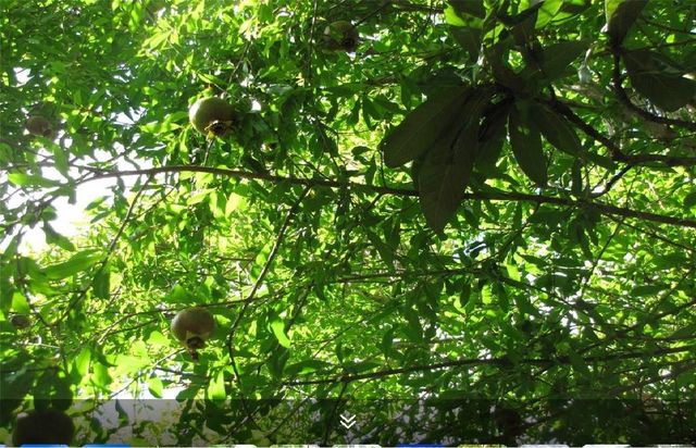 11423 Wickersham Lane, Houston, TX 77077