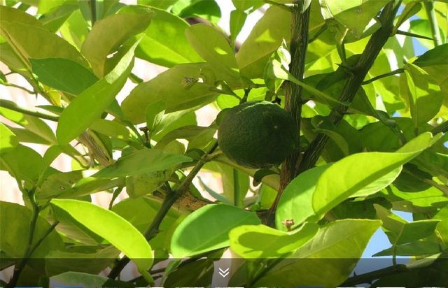 11423 Wickersham Lane, Houston, TX 77077