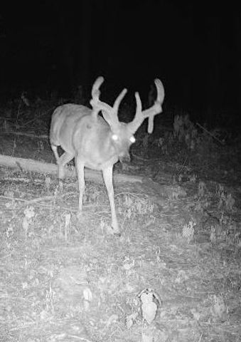 0 Badger Lane, Carthage, TN 37030