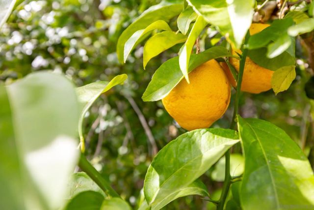 1014 E Bel Air Drive, Vista, CA 92084