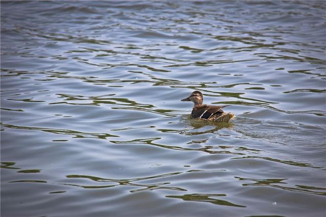 600 Mayfair Court, Raymore, MO 64083