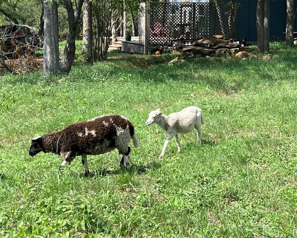 124 Valley Creek Dr, Cedar Creek, TX 78612