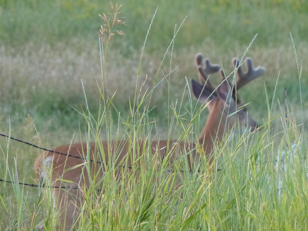 24 Black Mountain Drive, Dayton, WY 82836 photo 7