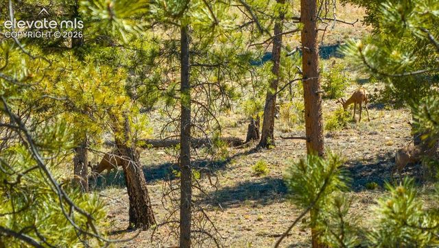 146 Toms Ranch Road, Lake George, CO 80827