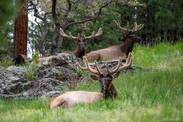 8752 S Ault Lane, Morrison, CO 80465