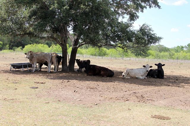 720 Green Acre DR, Dale, TX 78616