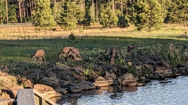 2358 E Rainbow Lane, Pinetop, AZ 85935