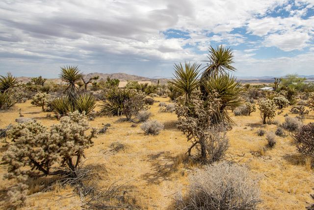 207 Onaga Trail, Joshua Tree, CA 92252