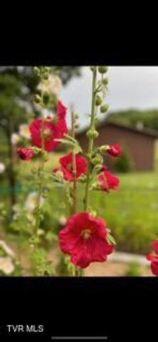 9915 Warrensburg Road, Mosheim, TN 37818