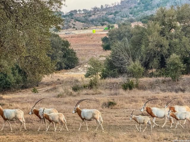 211 majestic hills, Blanco, TX 78606