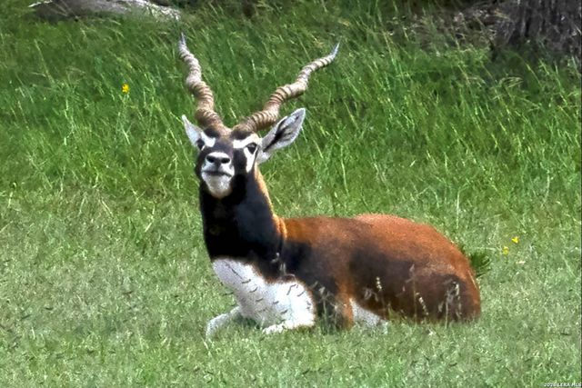 211 majestic hills, Blanco, TX 78606