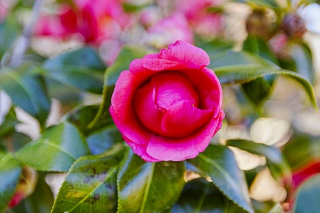 4510 Periwinkle Ct., Murrells Inlet, SC 29576