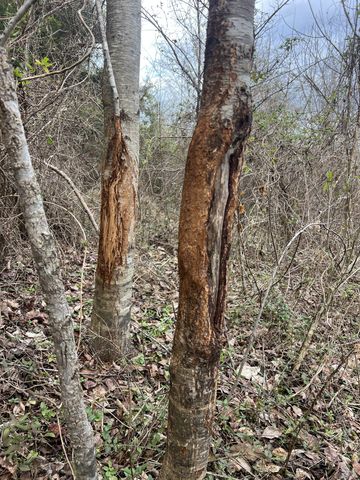 256 Lynchburg Hwy, Fayetteville, TN 37334