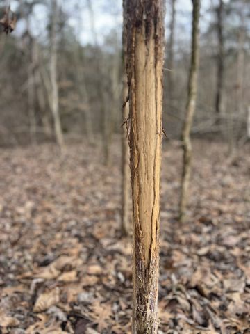 256 Lynchburg Hwy, Fayetteville, TN 37334